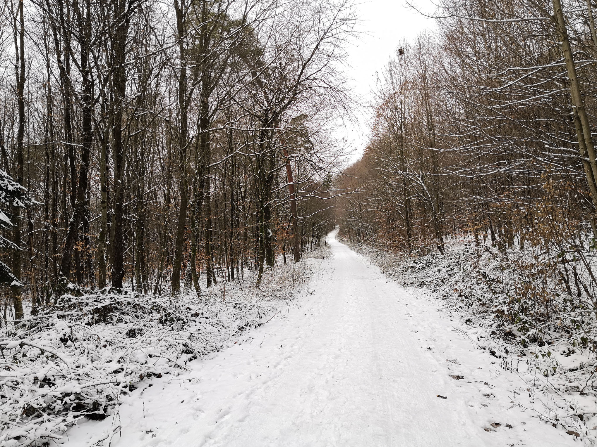 Winterweg Wald